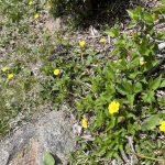 114この花、なんていう名前でしたっけ？.JPG